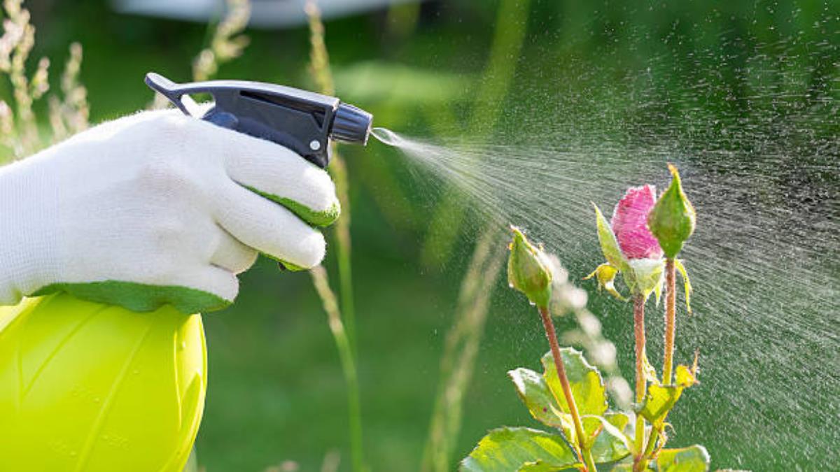 El medicamento que usas para aliviar dolores y puede darle vida a cualquier planta con flores